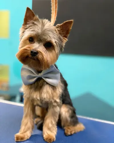 Toffik - psi fryzjer